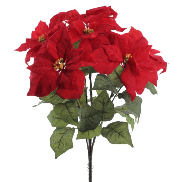 RAMO POINSETTIA X 7 (ZND926-08)