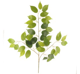 FICUS BENJAMINA (2016-9)