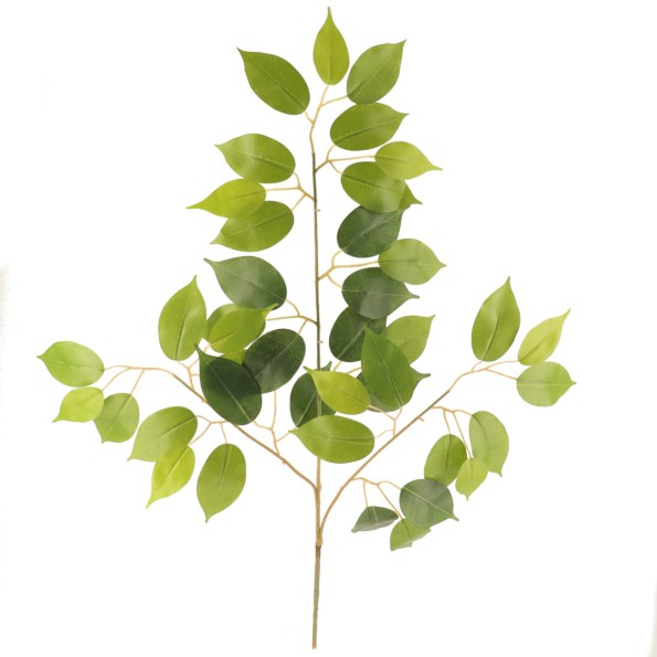 FICUS BENJAMINA 60 CMS