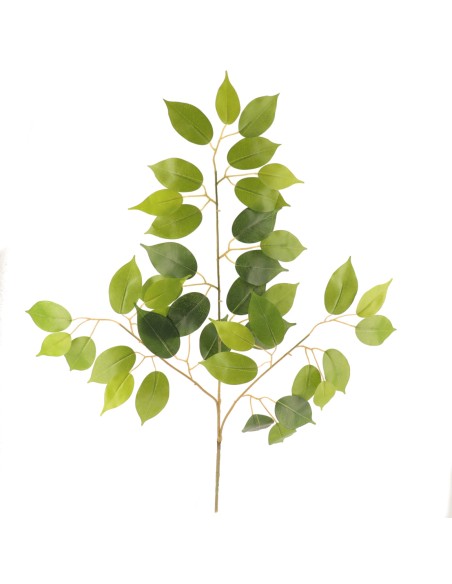 FICUS BENJAMINA (2016-9)