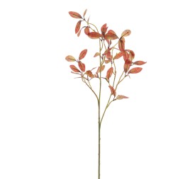 ROHDEA JAPONICA (2122-41)