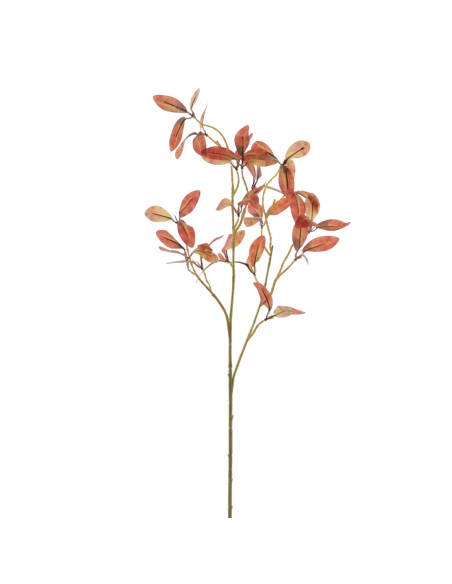 ROHDEA JAPONICA (2122-41)