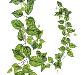 GUIRNALDA ARGREIA NERVOSA 1,50 MT U.V. (4096-68)