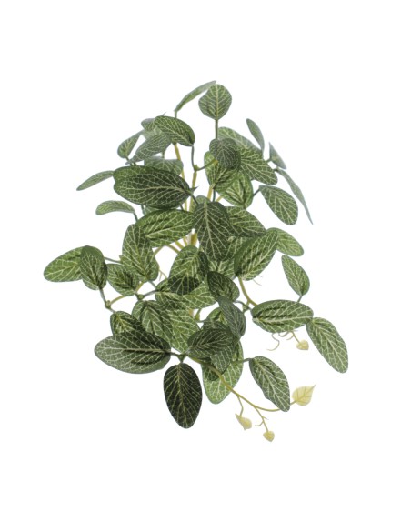 COLGANTE FITTONIA (4108-09)