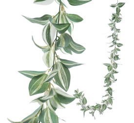 GUIRNALDA TRADESCANTIA 1,48 MT (4155-09)