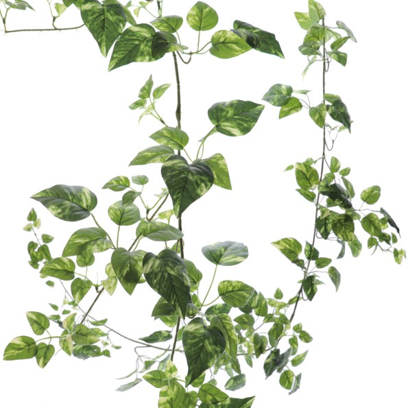 GUIRNALDA POTHOS 1,80 MT (4901-09)