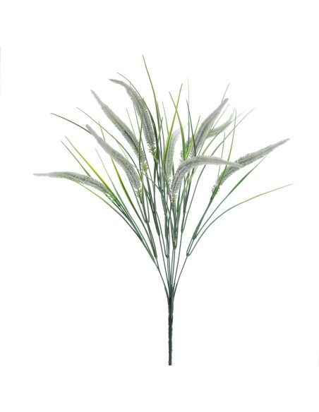 RAMO SETARIA (5396-11)