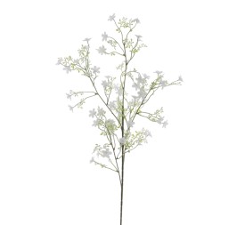 ARENARIA MONTANA (6119-11)