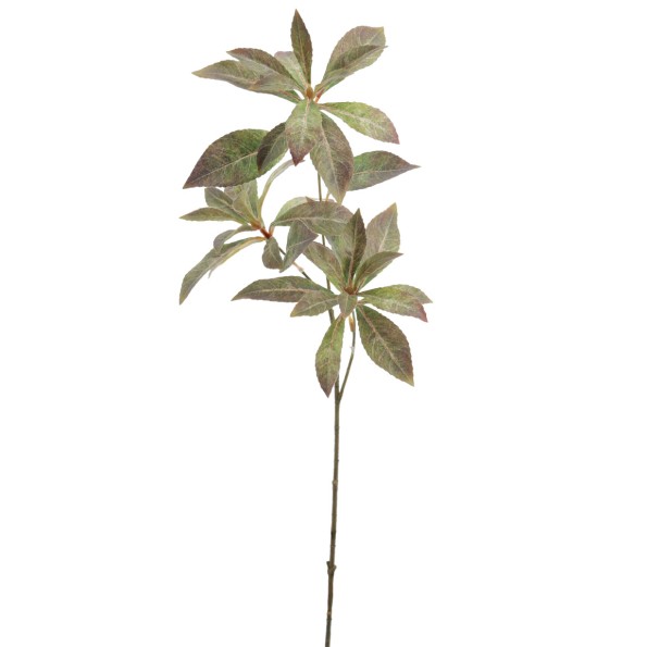 PITTOSPORUM (6838-09)