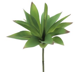 ALOE FEROX (9730-09)