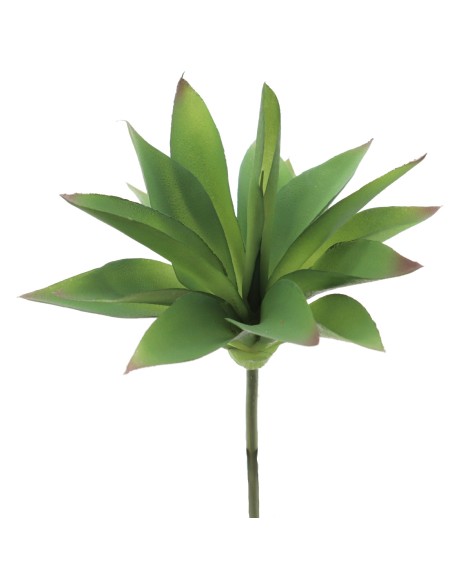 ALOE FEROX (9730-09)