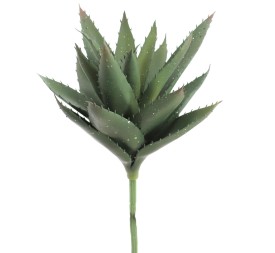 HAWORTHIA (9731-09)