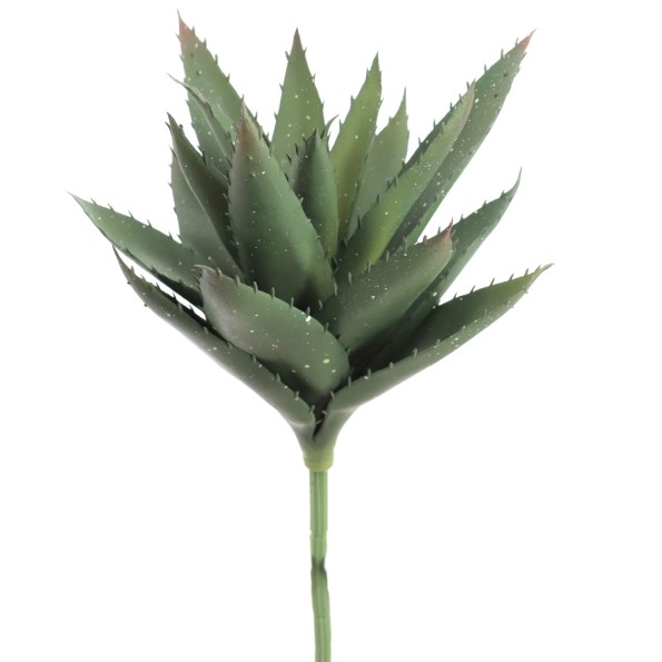 HAWORTHIA (9731-09)