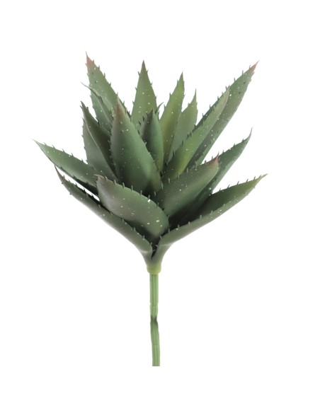 HAWORTHIA (9731-09)