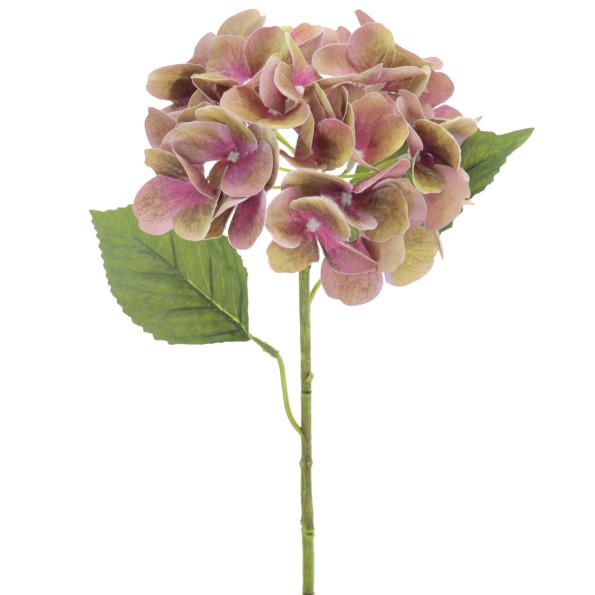 HYDRANGEA (T.N.) (3010-06)