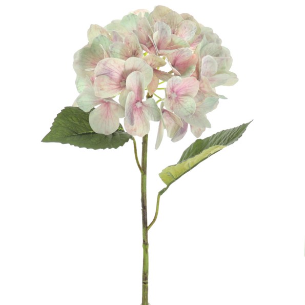 HYDRANGEA (T.N.) (3010-37)