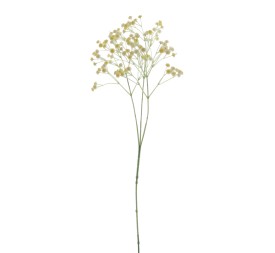GUISOPHILA (6110-02)