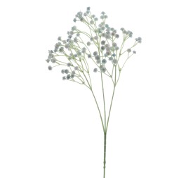 GUISOPHILA (6110-10)