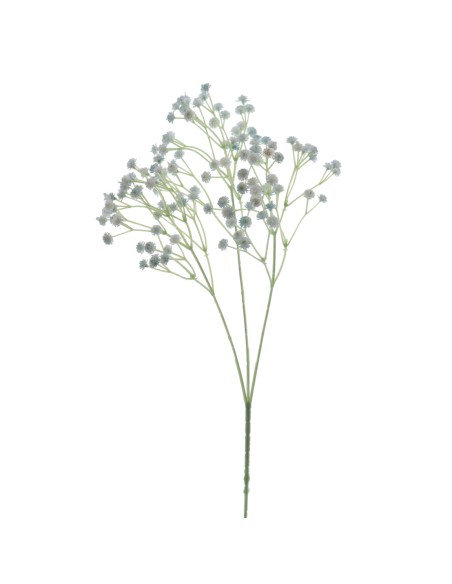 GUISOPHILA (6110-10)