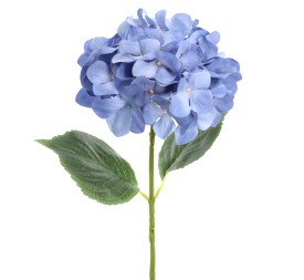 HORTENSIA (2343-10)