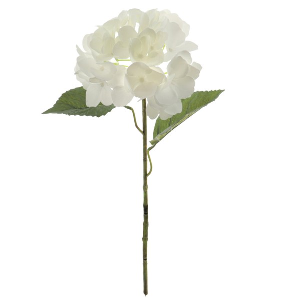 HYDRANGEA (T.N.) (3010-01)