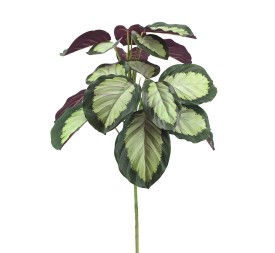 CALATHEA ROSEOPICTA (7029-09)