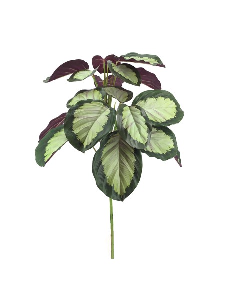 CALATHEA ROSEOPICTA (7029-09)