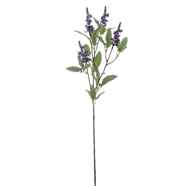 LAVANDULA (4649-74)