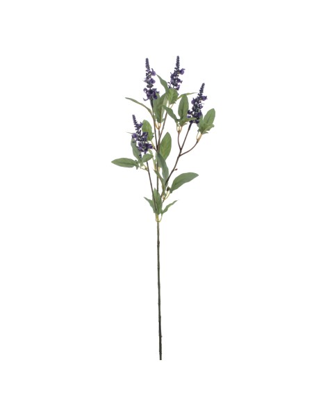 LAVANDULA (4649-74)