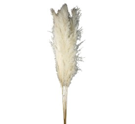 PLUMA EXTRA (PHRAGMITES) 120 CMS. BLANCO (00)