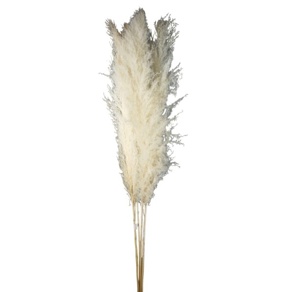 PLUMA EXTRA (PHRAGMITES) 120 CMS. BLANCO (00)