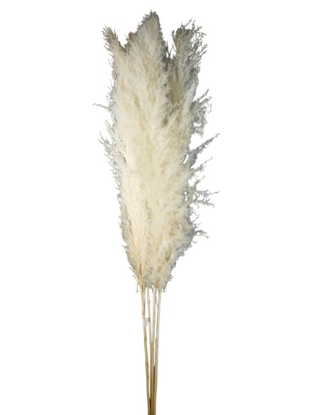 PLUMA EXTRA (PHRAGMITES) 120 CMS. BLANCO (00)