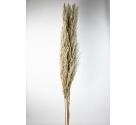 PLUMA EXTRA (PHRAGMITES) 120 CMS. NATURAL (01)