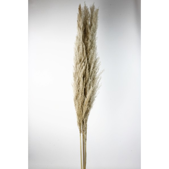 PLUMA EXTRA (PHRAGMITES) 120 CMS. NATURAL (01)