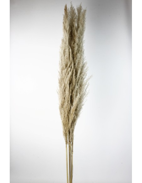 PLUMA EXTRA (PHRAGMITES) 120 CMS. NATURAL (01)
