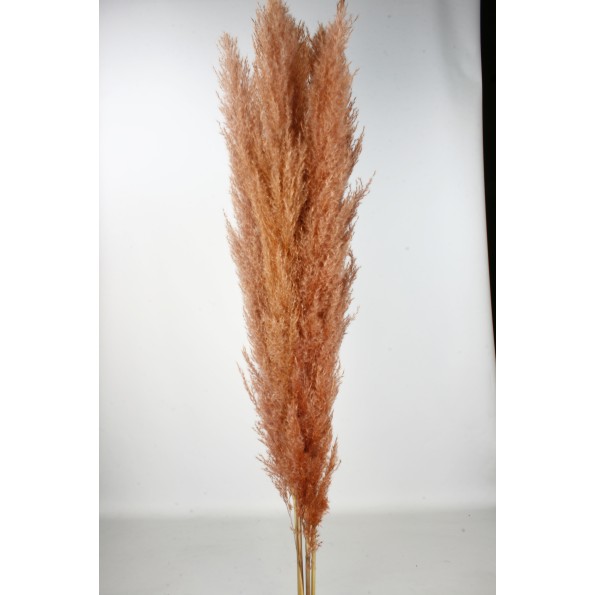 PLUMA EXTRA (PHRAGMITES) 120 CMS. NARANJA (28)