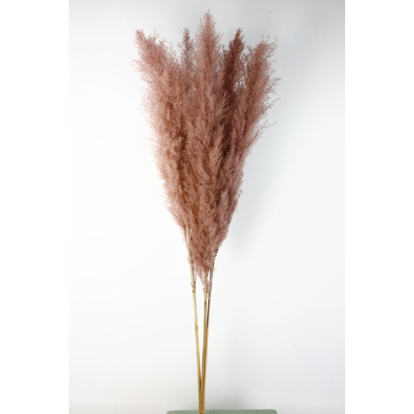 PLUMA EXTRA (PHRAGMITES) 120 CMS. ROSA (46)