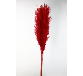 PLUMA EXTRA (PHRAGMITES) 120 CMS. ROJO (54)