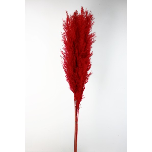 PLUMA EXTRA (PHRAGMITES) 120 CMS. ROJO (54)