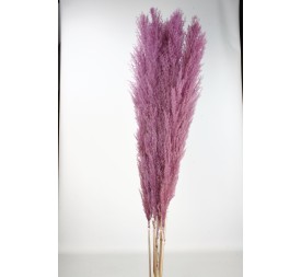 PLUMA EXTRA (PHRAGMITES) 120 CMS. MORADO (83)