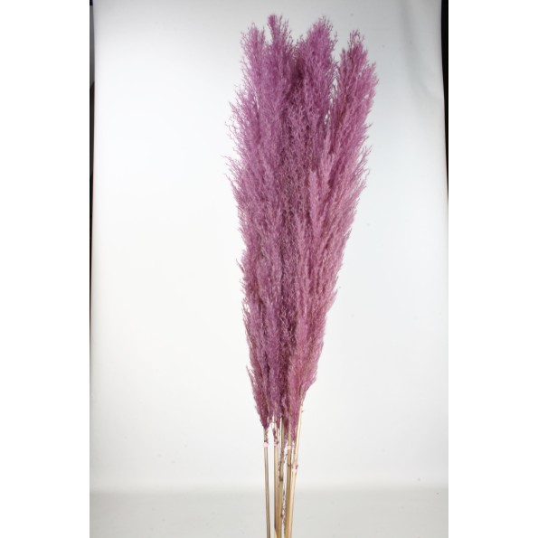 PLUMA EXTRA (PHRAGMITES) 120 CMS. MORADO (83)