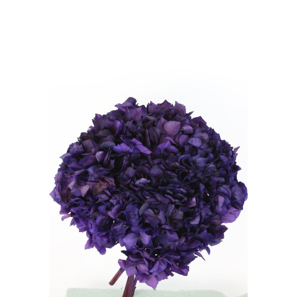 HORTENSIA PRESS MORADO (88)