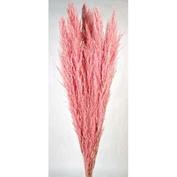 PLUMERO SILVESTRE 70-90 cms. ROSA (40)