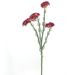 STATIS 64 CMS FUCSIA (2058-07)