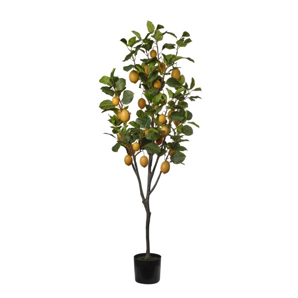 ARBOL LIMONERO 190CM