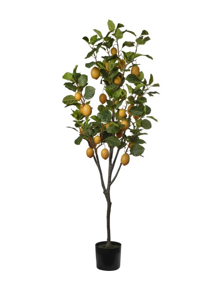 ARBOL LIMONERO 190CM