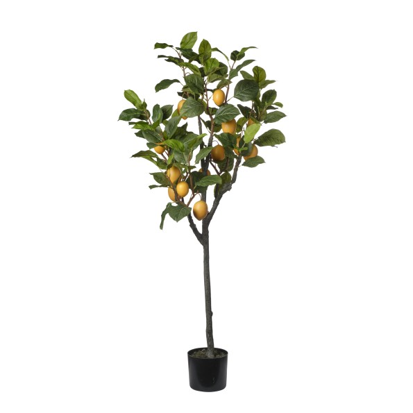 ARBOL LIMONERO150CM