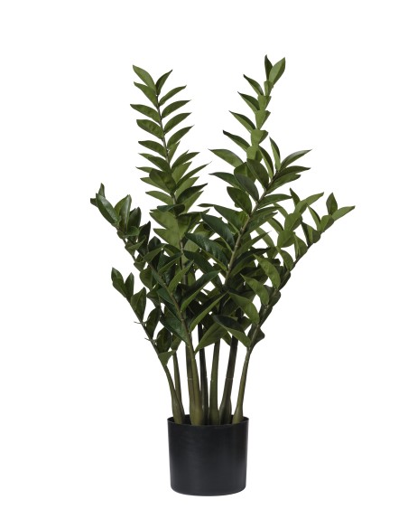 ZAMIFOGLIA X9   52*88 CM