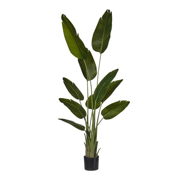 PLANTA STRELIZIA X 3 EN MACETA H.180 CM