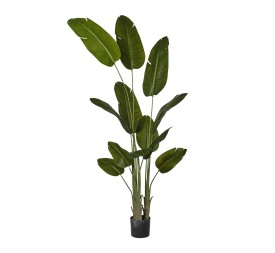 PLANTA STRELITZIA X 3 EN MACETA H.240 CM